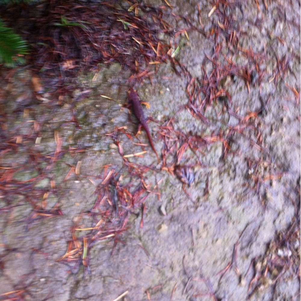 Salamander Salamander