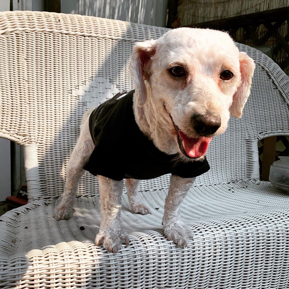 Underdog Pet Stylist - After! All smiles!! - Pet Groomers Near Me - Oxnard, California Underdog Pet Stylist - After! All smiles!! - Pet Groomers Near Me - Oxnard, California