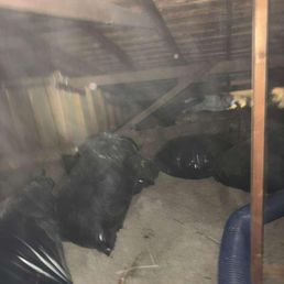 Attic before cleanup