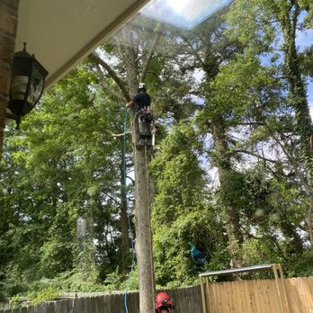 Mason's Tree Service - Guys hard at work. - Tree Services Near Me - Virginia Beach, Virginia Mason's Tree Service - Guys hard at work. - Tree Services Near Me - Virginia Beach, Virginia
