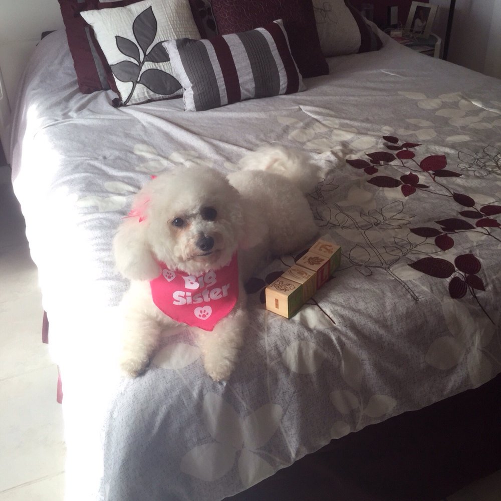 Our GeGe (bichon frisée breed) always got a outstanding grooming job by Trini and Fido from Canine Capers Our GeGe (bichon frisée breed) always got a outstanding grooming job by Trini and Fido from Canine Capers
