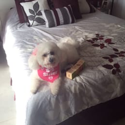 Our GeGe (bichon frisée breed) always got a outstanding grooming job by Trini and Fido from Canine Capers Our GeGe (bichon frisée breed) always got a outstanding grooming job by Trini and Fido from Canine Capers