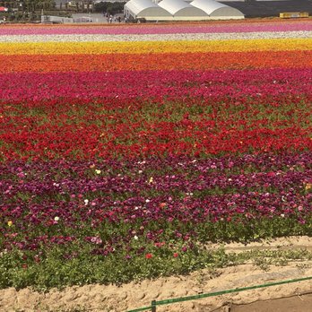 Grand Pacific Palisades - Carlsbad flower fields - Resorts Near Me - Carlsbad, California Grand Pacific Palisades - Carlsbad flower fields - Resorts Near Me - Carlsbad, California