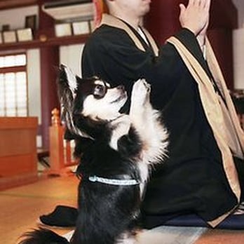 Karma Dog Training - Pet Training Near Me Karma Dog Training - Pet Training Near Me