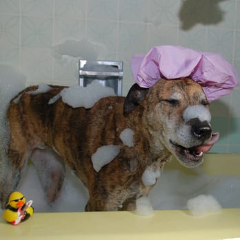 Gone to the Dogs - Full Grooming or Self Wash - Walkins OK - Pet Groomers Near Me - Salida, Colorado Gone to the Dogs - Full Grooming or Self Wash - Walkins OK - Pet Groomers Near Me - Salida, Colorado