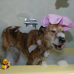 Gone to the Dogs - Full Grooming or Self Wash - Walkins OK