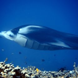 Keauhou Bay - Manta!