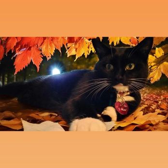 VCA Everett Animal Hospital - Ready for the fall season be aware that acorns are everywhere.. - Veterinarians Near Me - Everett, Massachusetts