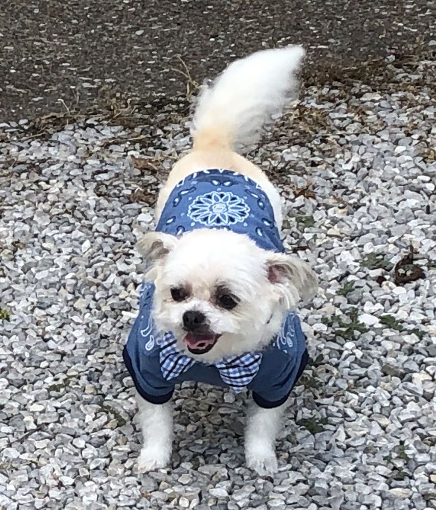 SPOILED ROTTEN PET GROOMING Updated August 2024 11 Reviews 3812 E