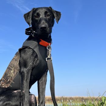 Crows Landing Country Kennels - Cinder - Pet Boarding Near Me - Crows Landing, California Crows Landing Country Kennels - Cinder - Pet Boarding Near Me - Crows Landing, California