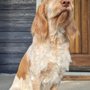 Photo of Dog Grooming By Anais
