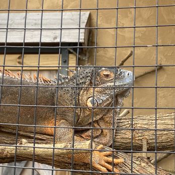 Ark Encounter - Iguana - Museums Near Me - Williamstown, Kentucky Ark Encounter - Iguana - Museums Near Me - Williamstown, Kentucky