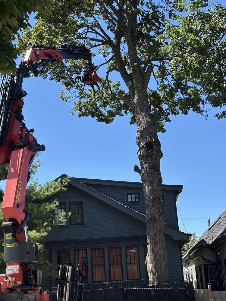 Forester Tree Service - tree service in Milwaukee, WI