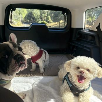 Bark Busters Santa Clara County West - Lulú doing so much better on car rides - Pet Training Near Me