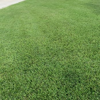 Texas Turf Specialists - Total transformation! This lawn was riddled with weeds and look at it now! - Lawn Services Near Me Texas Turf Specialists - Total transformation! This lawn was riddled with weeds and look at it now! - Lawn Services Near Me