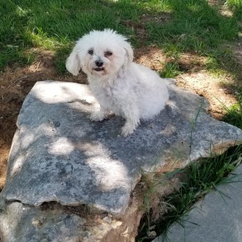 Wilkinson Tree Service - The boulder a friend helped me put back.(Lil Guy my best buddy) - Tree Services Near Me Wilkinson Tree Service - The boulder a friend helped me put back.(Lil Guy my best buddy) - Tree Services Near Me