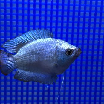 Tignor Aquatic - Local Fish Stores Near Me - Blountville, Tennessee