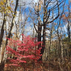 Nevers Park - Flaming Euonymus, there is a message here for those who have eyes to see and ears to hear.