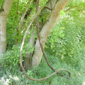 Caswell Memorial State Park - An example of the "Tarzan Vines", they're more dense the further into the park you go - Parks Near Me - Ripon, California