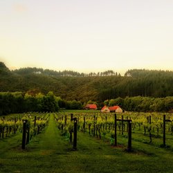 Rannach Vineyard - Picturesque twilight Vineyard views, Clevedon, Auckland, New Zealand