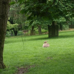 Hofgarten mit Tiergehege - Damwild gibts