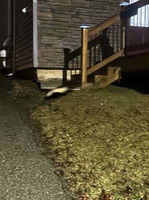 Three Rivers Wildlife Control