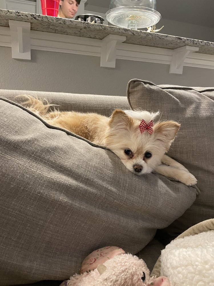 A HAIR 2 LONG MOBILE PET GROOMING Updated August 2024 86 Photos