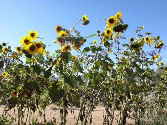 Food Truck Adobe Guadalupe by null
