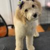 PetSpired of Hilliard gift card
