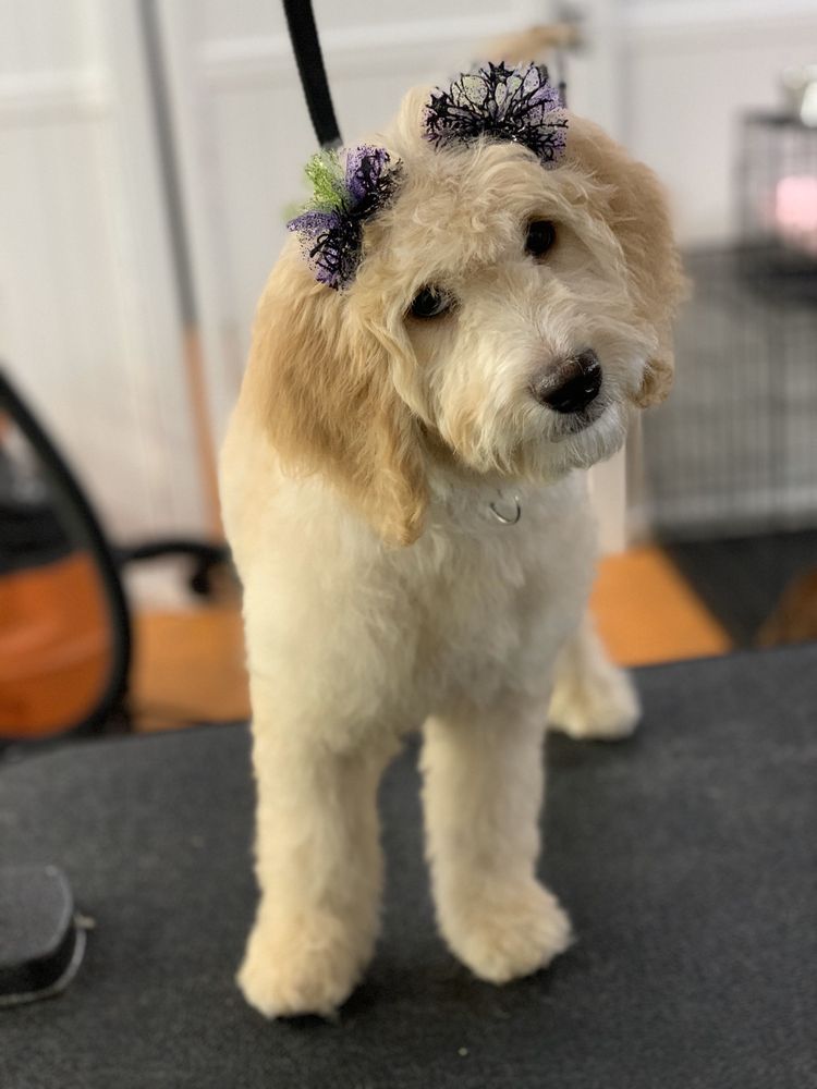 PETSPIRED OF HILLIARD 4155 Lyman Dr, Hilliard, Ohio Pet Groomers