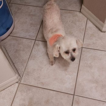 Paws R Us - After. So cute - Pet Groomers Near Me - Henderson, Nevada