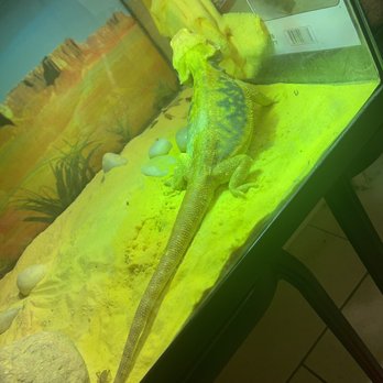 Melys Pet Shop - Bearded dragon - Pet Stores Near Me - Rialto, California