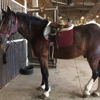 The Riding Academy - Horseback Riding Near Me - Toronto, Ontario The Riding Academy - Horseback Riding Near Me - Toronto, Ontario