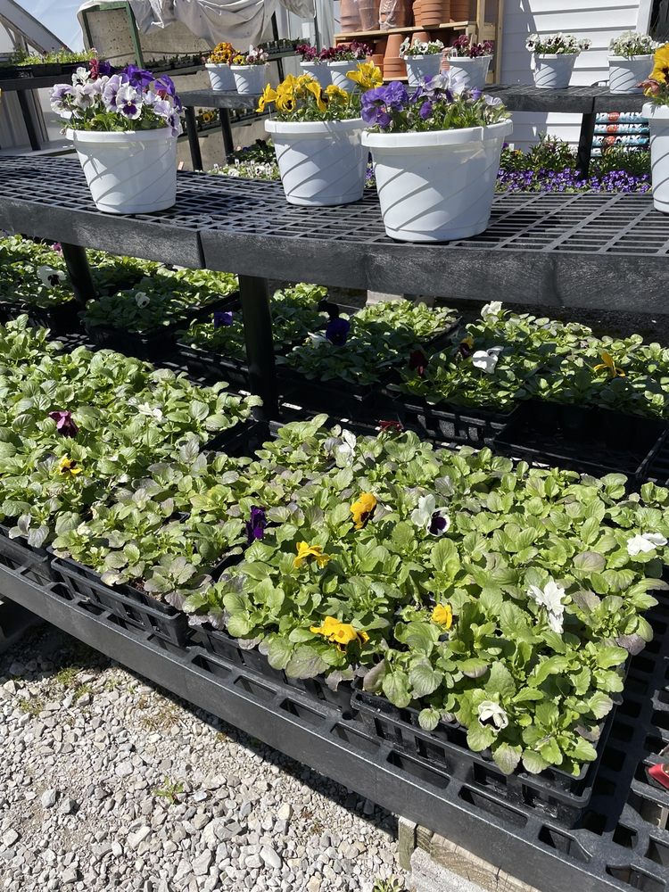 DAUSTER’S GREENHOUSE Updated October 2024 16 Photos 1751 Creve