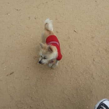 Uptown Dog Park - Bailey at uptown dog park - Dog Parks Near Me - Long Beach, California Uptown Dog Park - Bailey at uptown dog park - Dog Parks Near Me - Long Beach, California