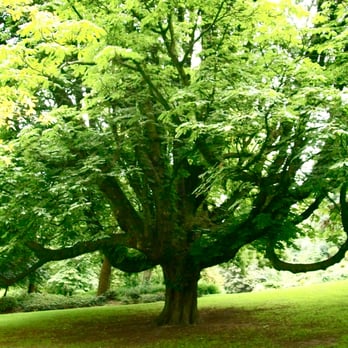 Parc de Forest / Park van Vorst - Ce marronnier a dépassé 110 ans. Beaucoup d'arbres sont remarquables, dans ce parc ! - Parks Near Me - Forest, BRU