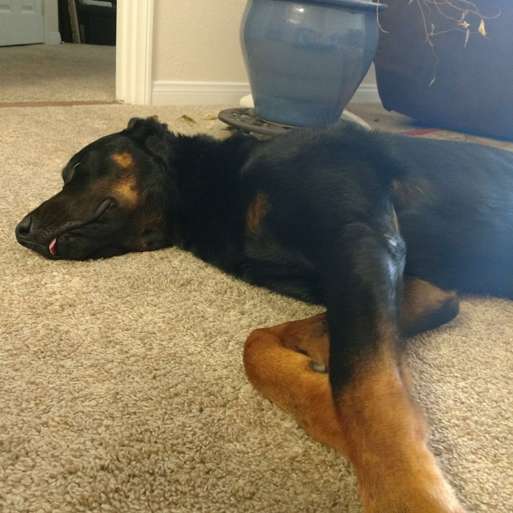 Canine Solutions - He is so tired! - Pet Training Near Me - Temecula, California