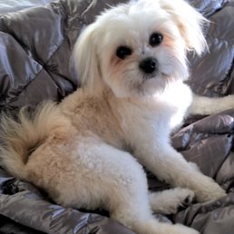 Lulu after Pablo's grooming.  She looks fantastic!