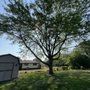 Cedar & V Tree service & Landscaping