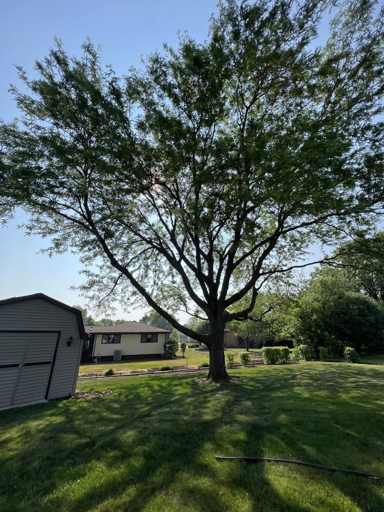 CEDAR & V TREE SERVICE & LANDSCAPING Updated September 2024 14 Photos Elgin, Illinois