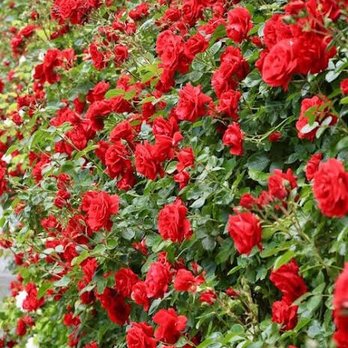 Tyler Rose Garden Center - Parks Near Me - Tyler, Texas Tyler Rose Garden Center - Parks Near Me - Tyler, Texas