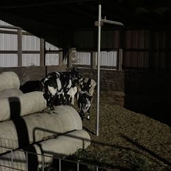 Tom's Maze - GOATS!!!
