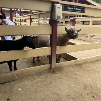 River Street Ranch - Petting Zoos Near Me - San Juan Capistrano, California