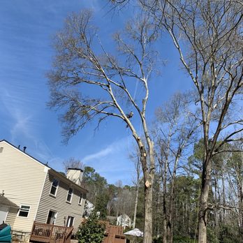 JJ's Landscape and Tree Service - Tree - Tree Services Near Me - Decatur, Georgia