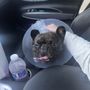 Miami Animal Clinic