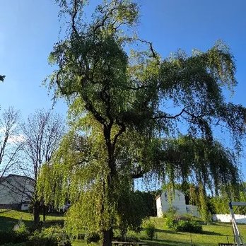 LIM 4 Him Tree Service - Tree Services Near Me LIM 4 Him Tree Service - Tree Services Near Me
