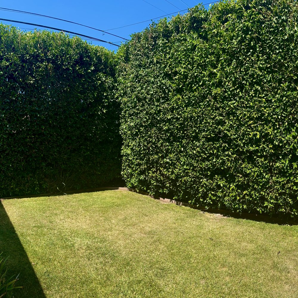Garcia's Landscaping Care - Perfectly shaped ficus and trimmed rose bushes. - Lawn Services Near Me