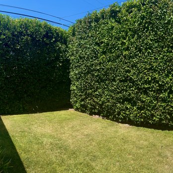 Garcia's Landscaping Care - Perfectly shaped ficus and trimmed rose bushes. - Lawn Services Near Me Garcia's Landscaping Care - Perfectly shaped ficus and trimmed rose bushes. - Lawn Services Near Me