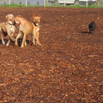Aptos Dog Park - Bob does his own thing. Polo Grounds Dog Park. 'All Dog Section'. - Dog Parks Near Me - Aptos, California Aptos Dog Park - Bob does his own thing. Polo Grounds Dog Park. 'All Dog Section'. - Dog Parks Near Me - Aptos, California