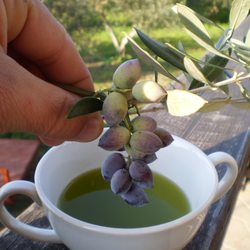 Oakmont Olive Oil Company - We import our olive oil from Greece.